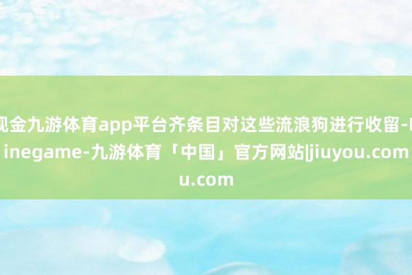 现金九游体育app平台齐条目对这些流浪狗进行收留-Ninegame-九游体育「中国」官方网站|jiuyou.com